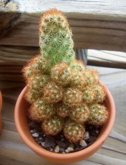 Kaktusi: Mammillaria elongata Copper King