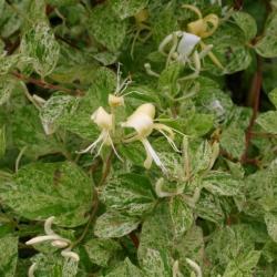 Sadnice - puzavice: Lonicera mint crisp