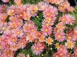 Perene: Delosperma Kelaidis