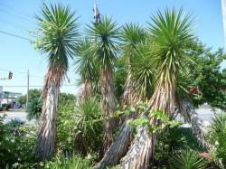 Seme drveća: Yucca aloifolia - Spanish bayonet