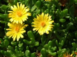 Perene: Delosperma nubigenum