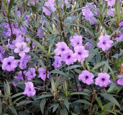 Sadnice - sobne biljke: Ruellia - meksicka petunija sadnica 