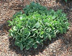 Perene: Sedum spectabile