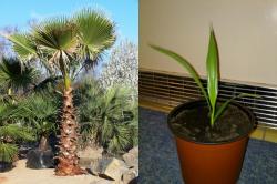 Sadnice - drveće: Washingtonia robusta sadnica