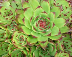 Perene: Sempervivum tectorum