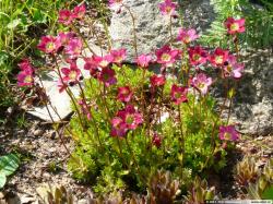 Perene: Saxifraga x andrewsii