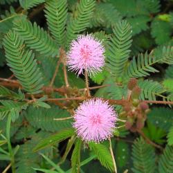 Seme cveća: Mimosa pudica - stidljiva mimoza 10 semenki