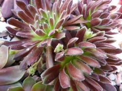 Perene: Sempervivum Pacific Plum Fuzzy