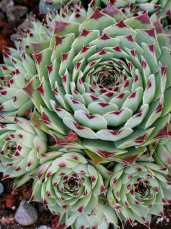 Perene: Sempervivum tectorum greenii