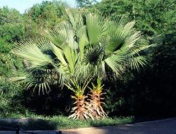 Seme drveća: Washingtonia filifera - California fan palm