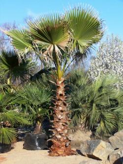 Seme drveća: Washingtonia robusta - Mexican fan palm