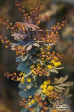 Seme cveća: Acacia baileyana purpurea - Purple fernleaf