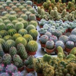 Seme cveća: Cactus mix