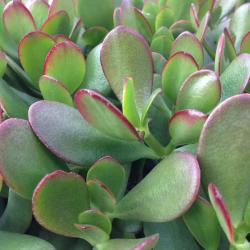 Sadnice - sobne biljke: Crassula ovata (Jade Plant)