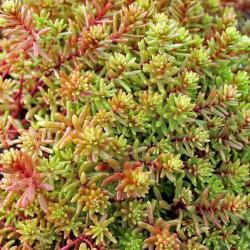 Perene: Sedum japonicum var. senanense