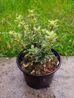 Sadnice - žbunaste vrste: Euonymus japonicus Microphyllus variegatus