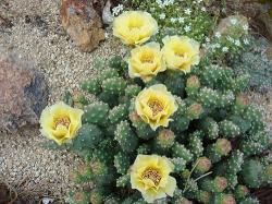 Kaktusi: Opuntia fragilis sadnica