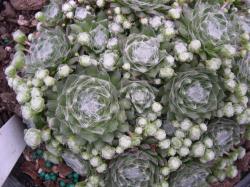 Perene: Sempervivum arachnoideum bryoides