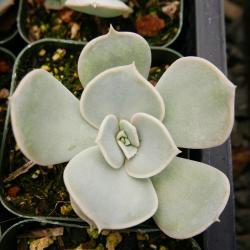 Sadnice - sobne biljke: Echeveria lilacina