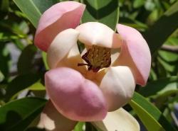 Sadnice - drveće: Magnolia yuyuanensis x insignis