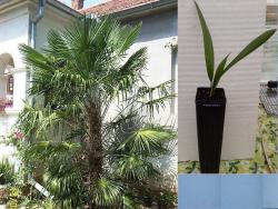 Sadnice - drveće: Trachycarpus fortunei