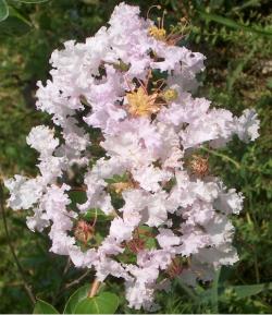 Sadnice - drveće: Lagerstroemia indica BELA