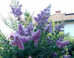 Sadnice - žbunaste vrste: Lagerstroemia indica Pink