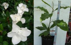 Sadnice - drveće: Magnolia grandiflora