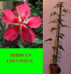 Sadnice - žbunaste vrste: Hibiscus coccineus