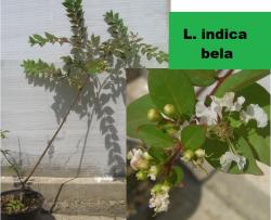 Sadnice - žbunaste vrste: Lagerstroemia indica - bele boje