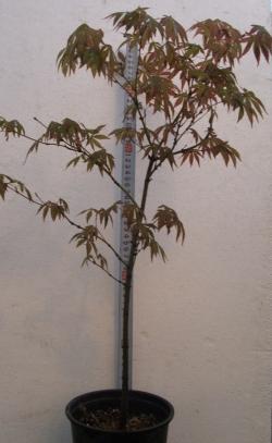 Sadnice - drveće: Acer palmatum 