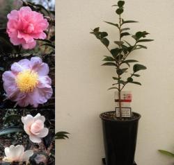 Sadnice - žbunaste vrste: Camellia (hibridna)