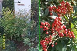 Sadnice - žbunaste vrste: Nandina domestica