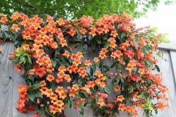 Seme žbunastih vrsta: Tekoma narandžasta (50 semenki) Trumpet vine orange