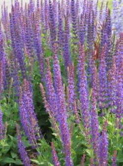 Začini i lekovito bilje: Žalfija - Salvia officinalis (200 semenki)