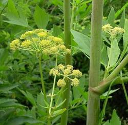 Začini i lekovito bilje: Selen - Levisticum Officinale (800 semenki)