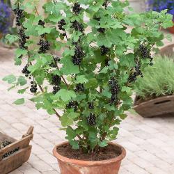 Seme voća: Crna ribizla - Black Currant (50 semenki) Ribes nigrum 