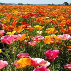 Seme cveća: Kalifornijski mak mix (1000 semenki) California Poppy Ballerina Mix