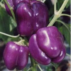 Seme povrća: Paprika Lilavi Purple Beauty (10 semenki)