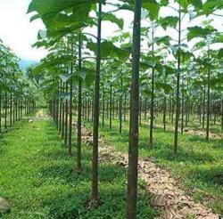 Seme drveća: Paulownia elongata (2500 semenki)