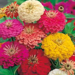 Seme cveća: Zinnia California Giant Mix (250 semenki) Lepi gliša mix