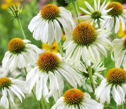 Začini i lekovito bilje: Echinacea Purpurea White Swan (100 semenki)