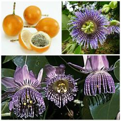 Seme cveća: Passiflora Ligularis (25 semenki) Sweet Granadilla