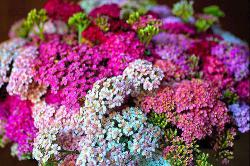 Seme cveća: Hajdučka Trava mix (2500 semenki) Achillea Millefolium Pastel Mix