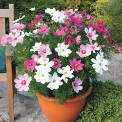 Seme cveća: Cosmos Bipinnatus Dwarf mix (230 semenki) Kozmeja niska mix 