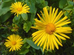 Seme cveća: Doronicum orientale - Divokozjak (250 semenki)