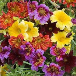 Seme cveća: Salpiglossis Sinuata mix (2500 semenki)