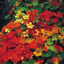 Seme cveća: Dragoljub - Nasturtium Climbing Gleam Hybrids (15 semenki) Tropaeolum Majus