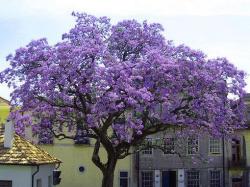 Seme drveća: Paulownia tomentosa (5000 semenki)