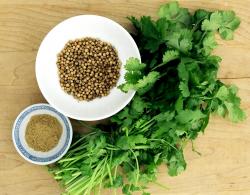 Začini i lekovito bilje: Korijander - Coriander Sativum (500 semenki)